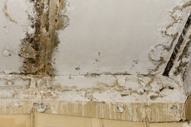 Why You Should Choose Our Mold Remediation Services in Brook Highland, AL